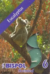 Podgrzewacze zapachowe - Eukaliptus